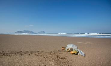 Human health risks from plastic