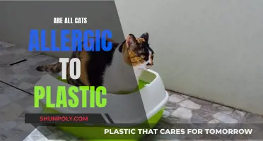 Plastic Allergy in Cats: What Owners Need to Know