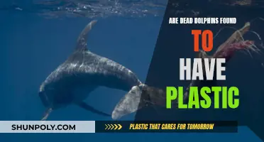 Dolphins, Plastic, and Death: An Unfortunate Link