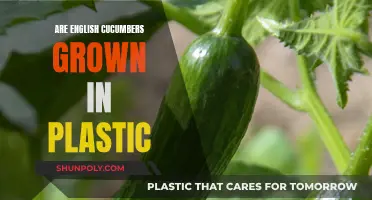 How English Cucumbers Grow: Plastic Farming