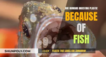 Fish and Plastic: How It's Ending Up in Our Bodies