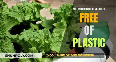 Hydroponic Veggies: Plastic-Free or Plastic-Laden?