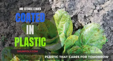 Lettuce Leaves: Plastic Coated?