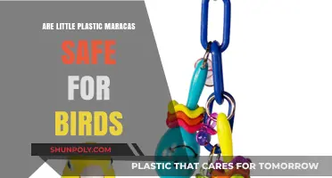 Exploring the Safety of Little Plastic Maracas for Birds