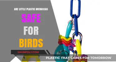 Exploring the Safety of Little Plastic Maracas for Birds