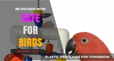 Exploring the Safety of Little Plastic Rattles for Birds