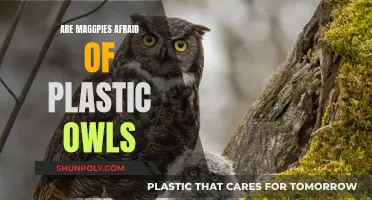 Plastic Owls: Do They Scare Magpies Away?