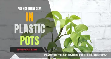 Monsteras and Plastic Pots: A Safe Combination?