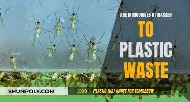 Mosquitoes and Plastic Waste: An Unexpected Attraction