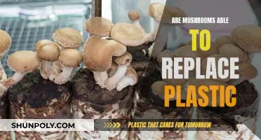 Mushrooms: The Future of Eco-Friendly Packaging?