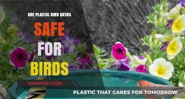 Are Plastic Bird Baths Safe for Birds?