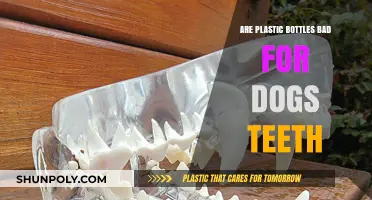 Are Plastic Bottles Harmful to Your Dog's Dental Health?