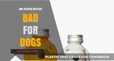 Are Plastic Bottles Harmful to Dogs? What Pet Owners Need to Know