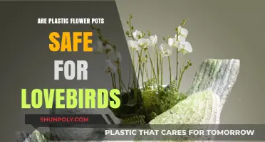 Lovebirds and Plastic Pots: A Safe Haven or Hazard?