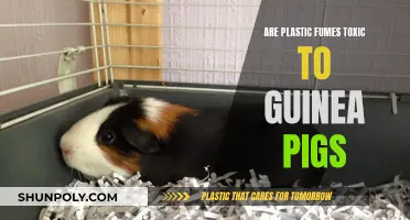 Plastic Fumes: Toxic Threat to Guinea Pigs?