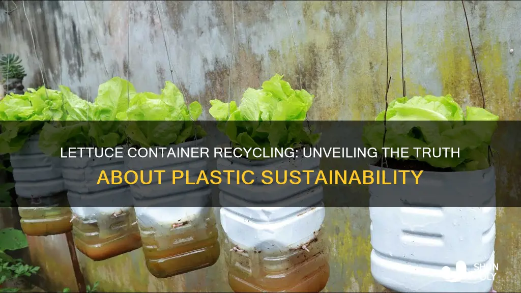 are plastic lettuce containers recyclable