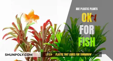 Plastic Plants: Safe Haven for Fish?