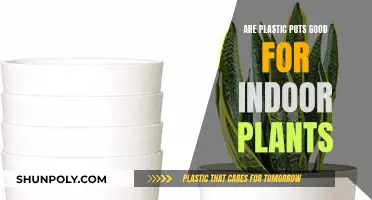 Plastic Pots: Good or Bad for Indoor Plants?
