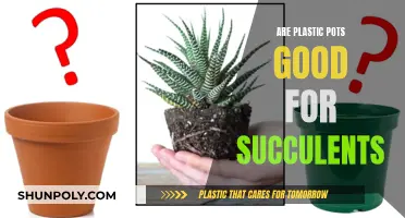 Plastic Pots: Good or Bad for Succulents?