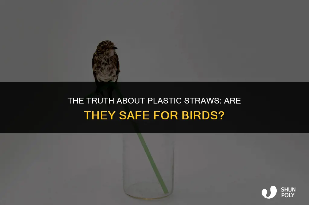 are plastic straws safe for birds