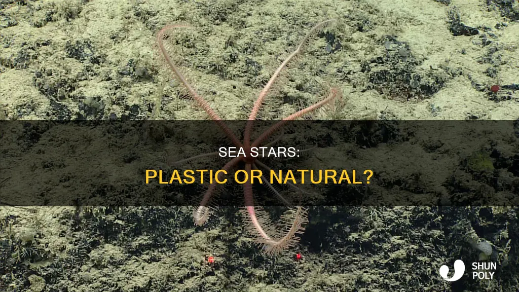 are sea stars plastic or non-plastic