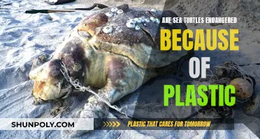 Sea Turtles: Plastic's Deadly Impact and the Endangered Fight