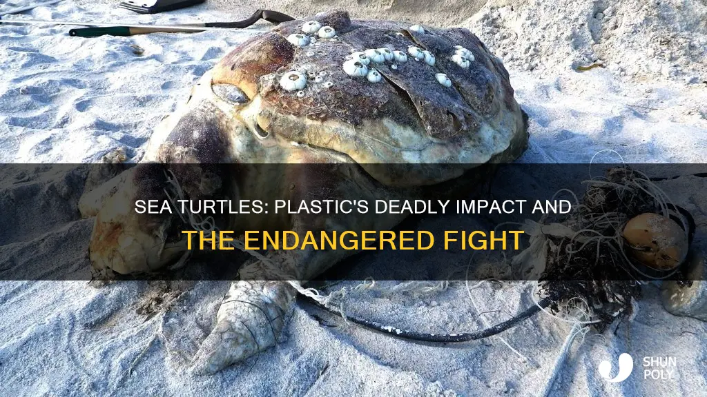 are sea turtles endangered because of plastic