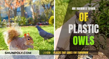 The Truth About Squirrels and Plastic Owls: An Effective Deterrent?