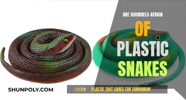 Plastic Snakes: Scare Tactic for Squirrels?