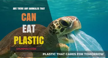 Exploring Nature's Cleanup Crew: Animals That Can Eat Plastic