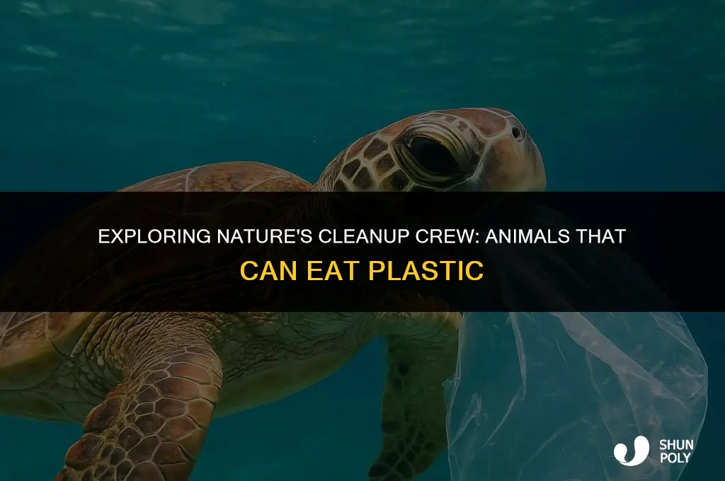 are there any animales that can eat plastic