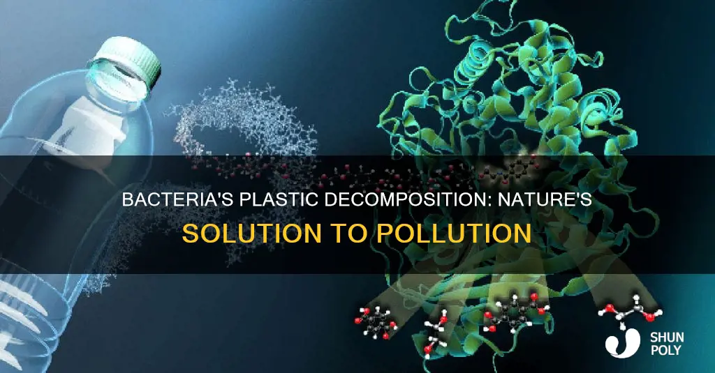 are there bacteria that decompose plastic
