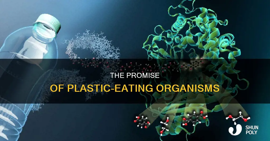 are there organisms to break down plastic