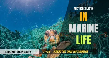 Plastic in Marine Life: An Unseen, Growing Threat
