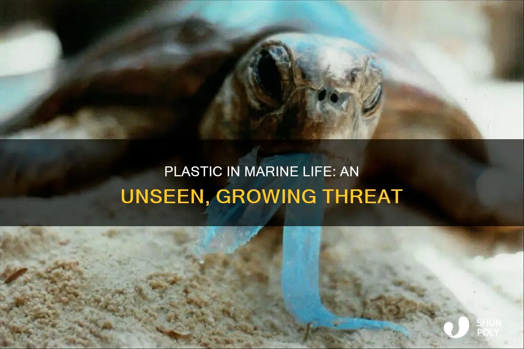 are there plastic in marine life