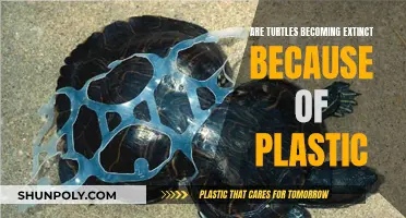 Turtles' Extinction Crisis: Plastic's Deadly Impact
