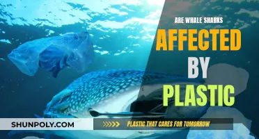 Whale Sharks: Plastic's Impact on Gentle Giants