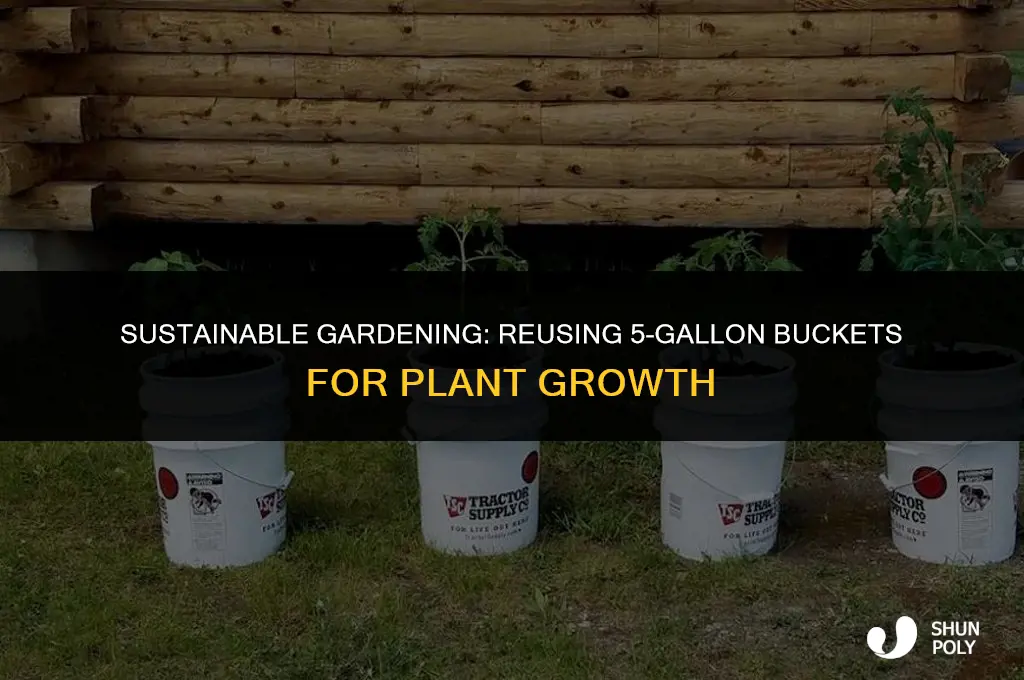 can 5 gallon plastic buckets be reuse for growing plants