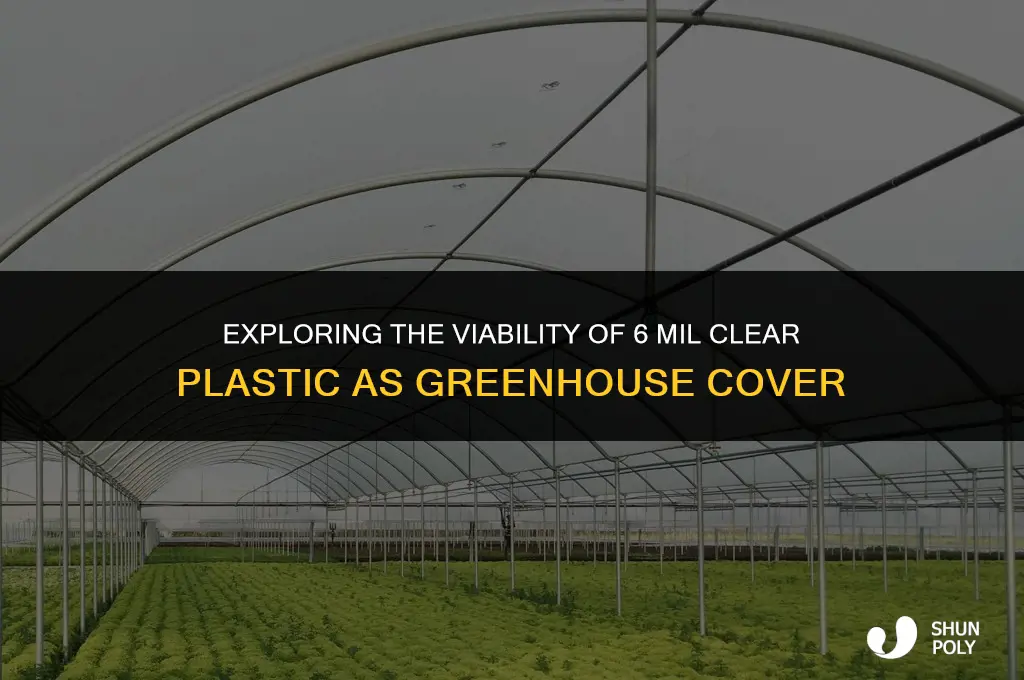 can 6 mil clear plastic work as greenhouse cover