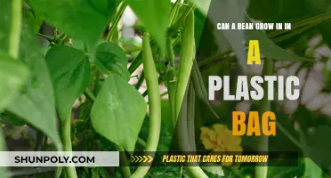 Grow Beans in a Bag: A Fun Experiment!
