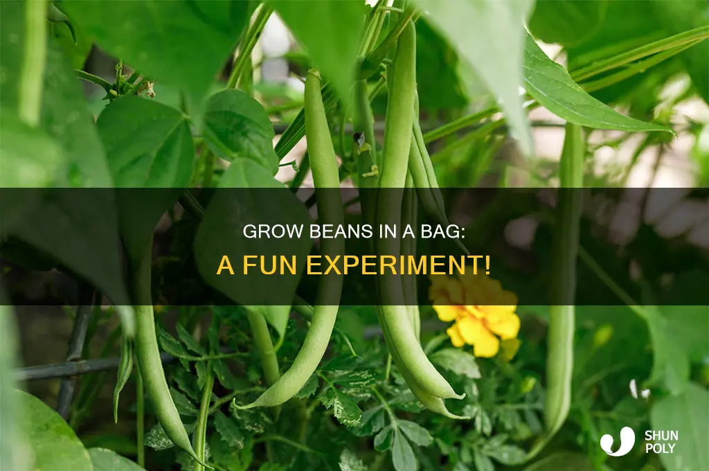 can a bean grow in in a plastic bag