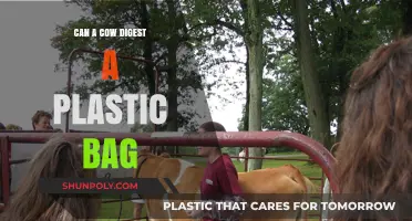 How Cows Digest Plastic: A Surprising Truth