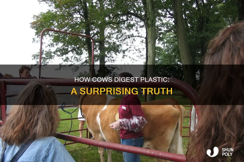 can a cow digest a plastic bag