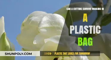 Plastic-Bagged Plant Cuttings: Will They Survive the Mail Journey?