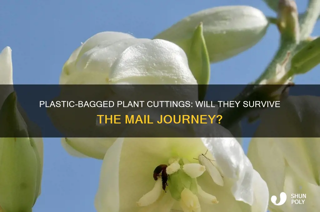 can a cutting survive mailing in a plastic bag