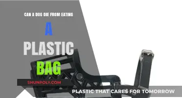 Plastic Bag Peril: Can It Kill Your Dog?