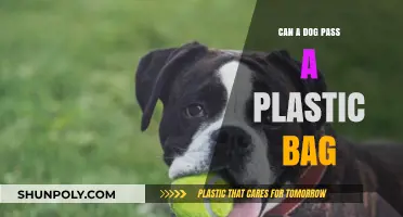 How Dogs Deal With Plastic Bag Blockages