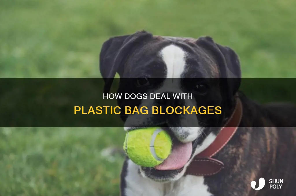 can a dog pass a plastic bag