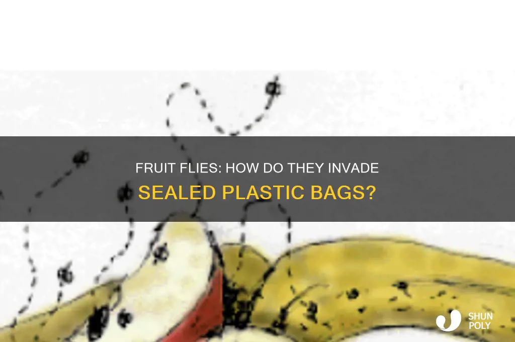 can a fruit fly get into a plastic bag