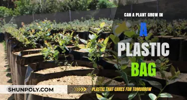 How Plants Grow in Plastic Bags